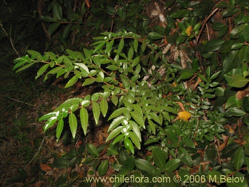 Bild von Azara lanceolata (Aromo). Klicken Sie, um den Ausschnitt zu vergrössern.